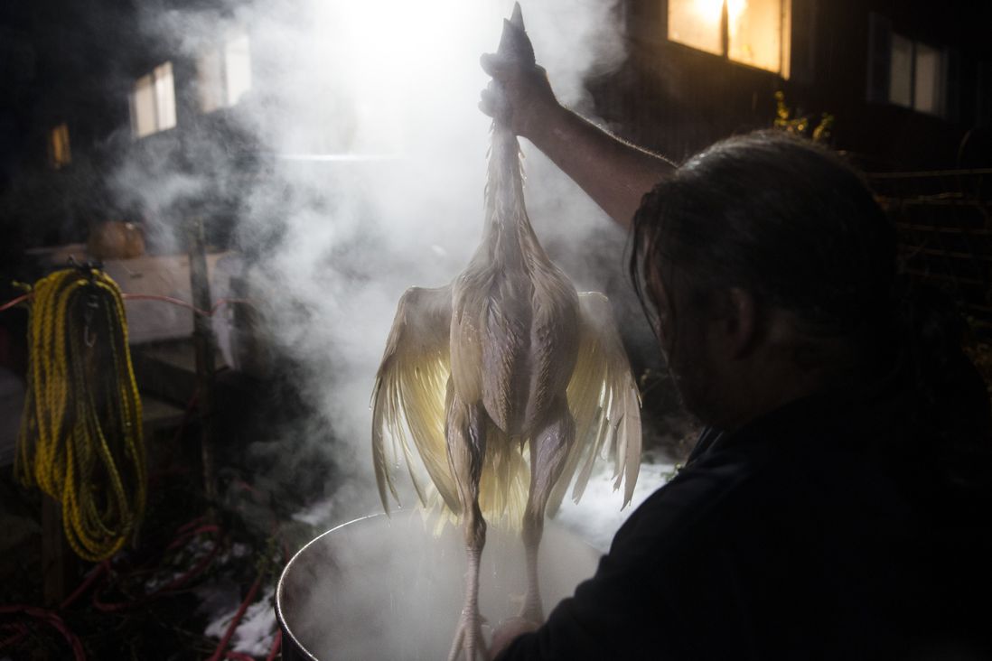 Paul Dench-Layton, of Violet Hill Farm, hoists a turkey from scalding water before its feathers are removed prior to butchering<br/>
